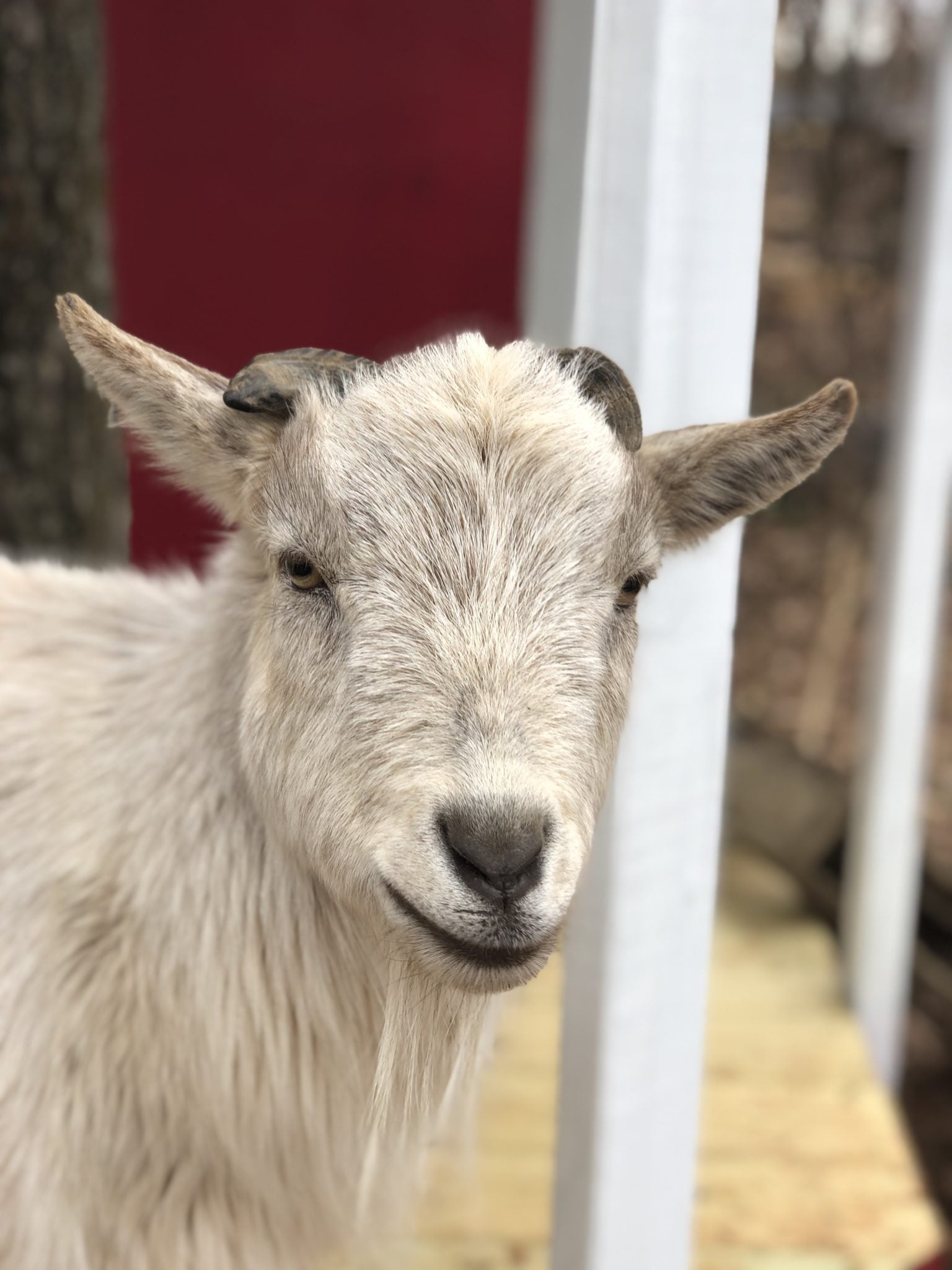 Nigerian Dwarf Goat